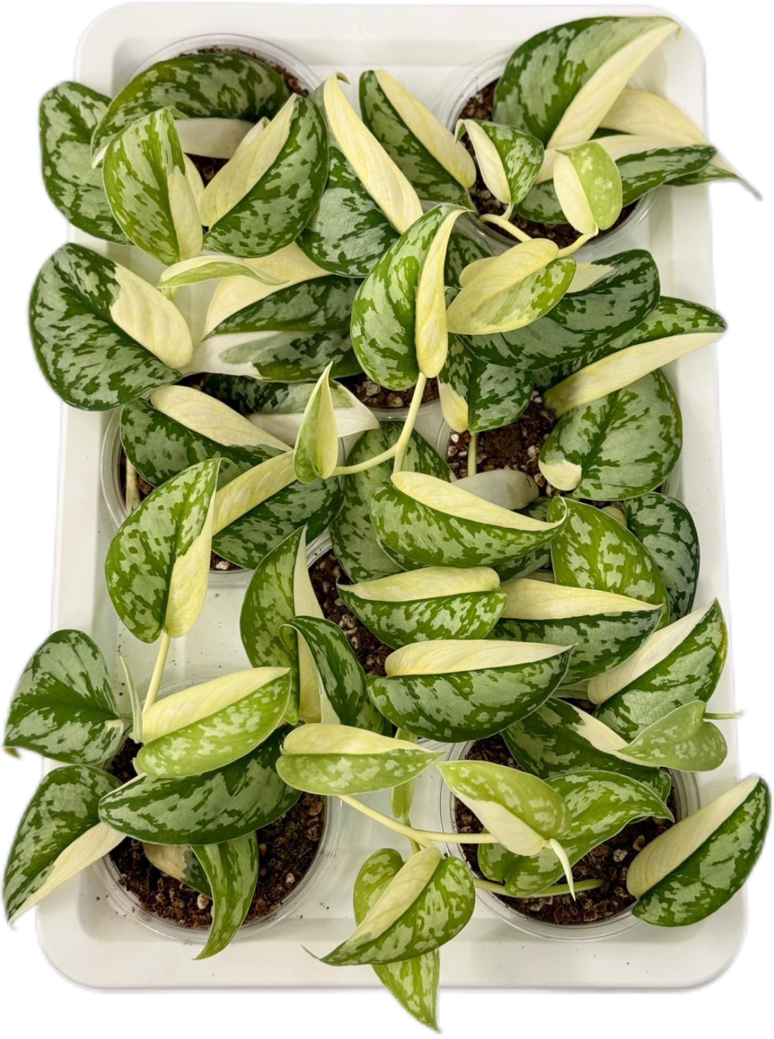 Scindapsus Mayari Variegated – Set of 10 Plants