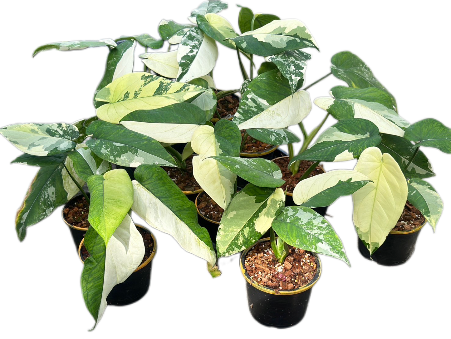 Syngonium Chiapense Variegated – Set of 10 Rare Plants