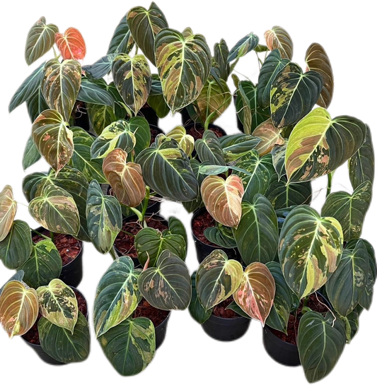 Philodendron Melanochrysum Variegated – Set of 10 Plants