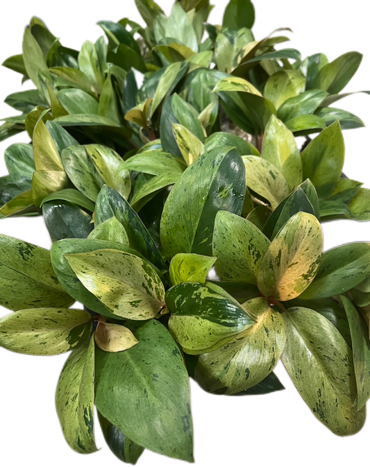 Philodendron Red Congo Dwarf Variegated - Set of 10 Plants