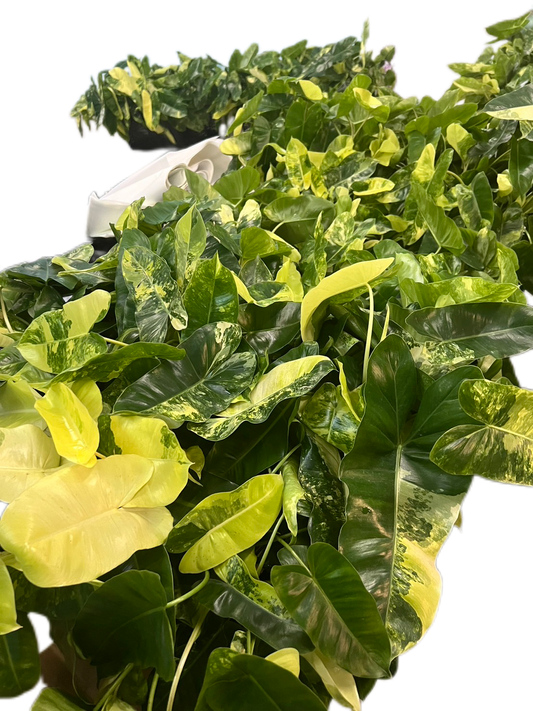 Philodendron Burle Marx Variegated - Set of 10 Plants