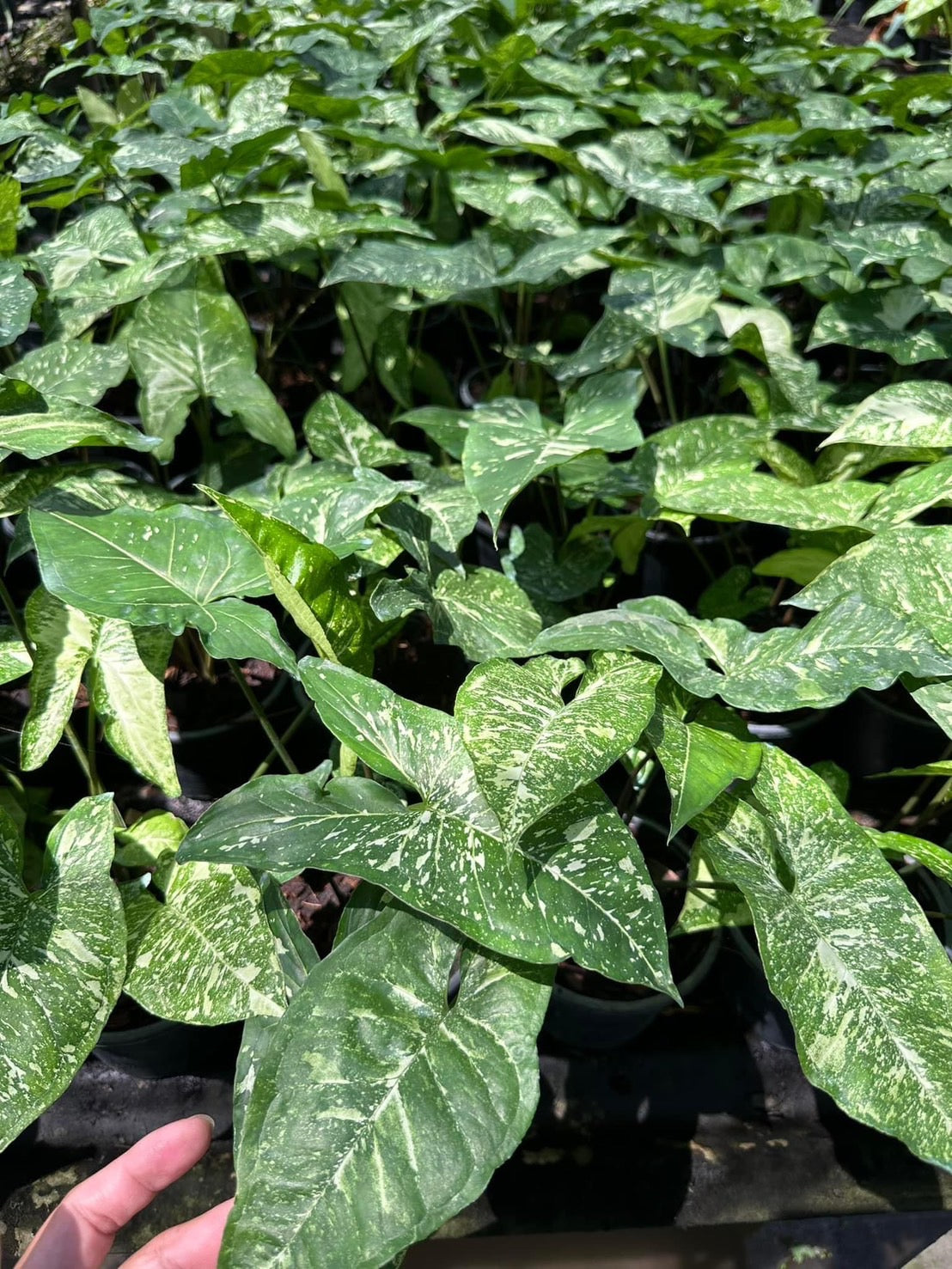 Syngonium Panda Galaxy - Set of 10 Plants