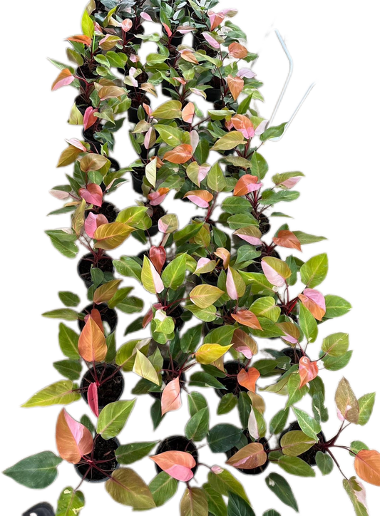 Philodendron Persimmon Princess Variegated