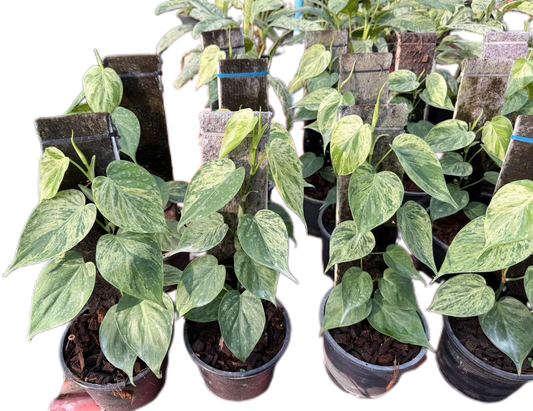 Philodendron Hederaceum Heartleaf Variegated - Set of 10 Plants