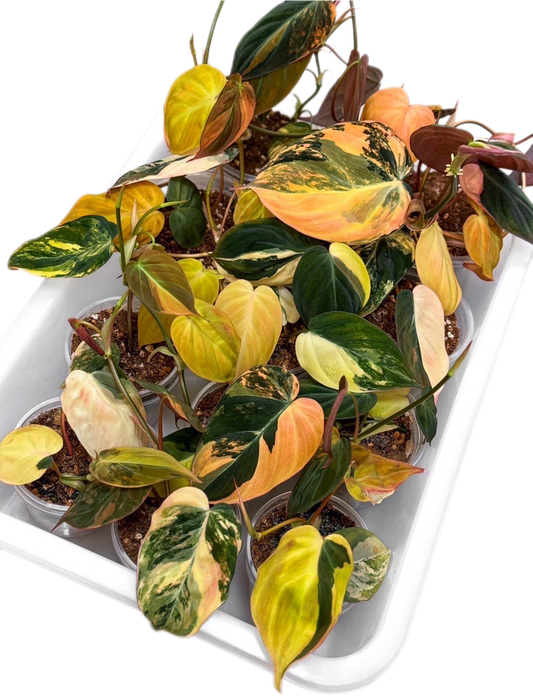Philodendron Micans Variegated - Set of 10 Plants
