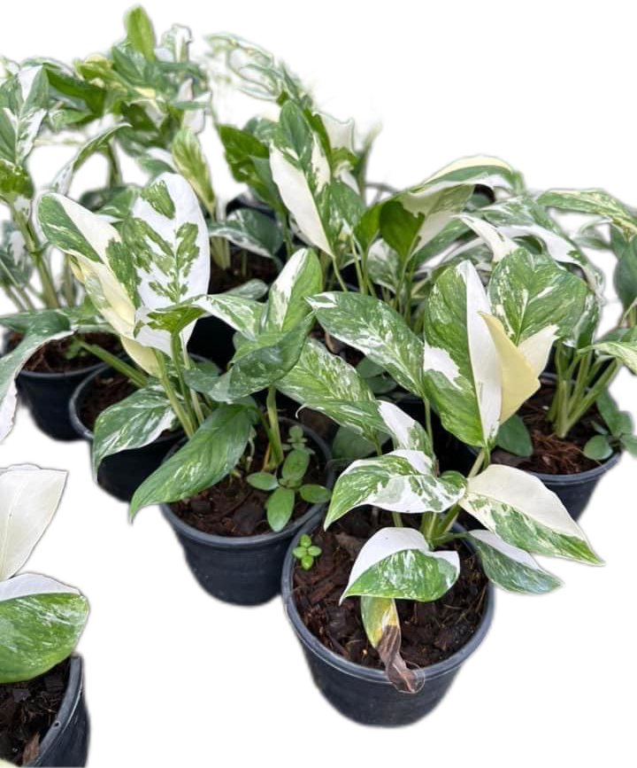 Monstera Lechleriana Albo Variegated - Set of 10 Plants