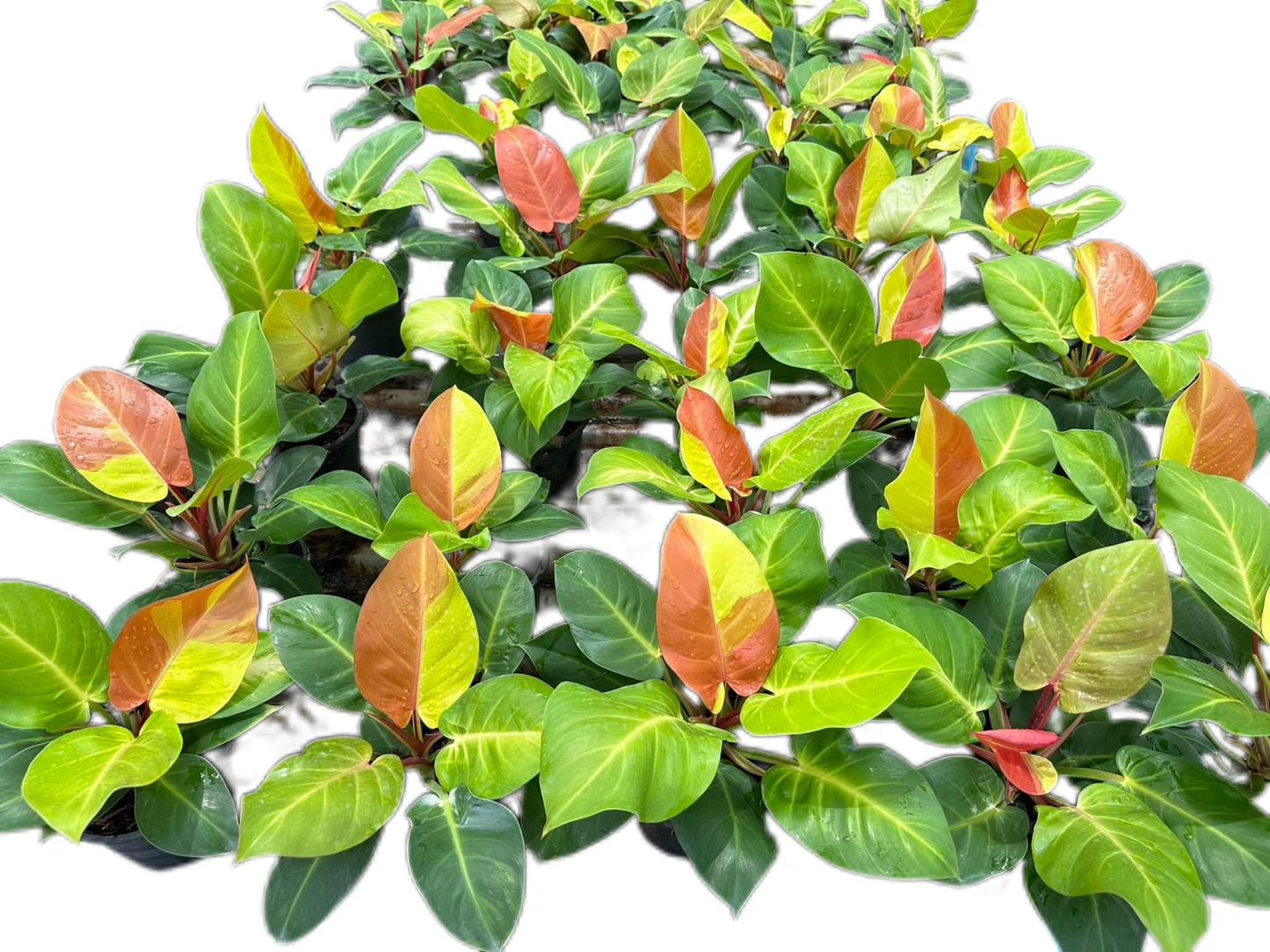 Philodendron Yellow Flame “Red Moon” Variegated - Set of 10 Plants