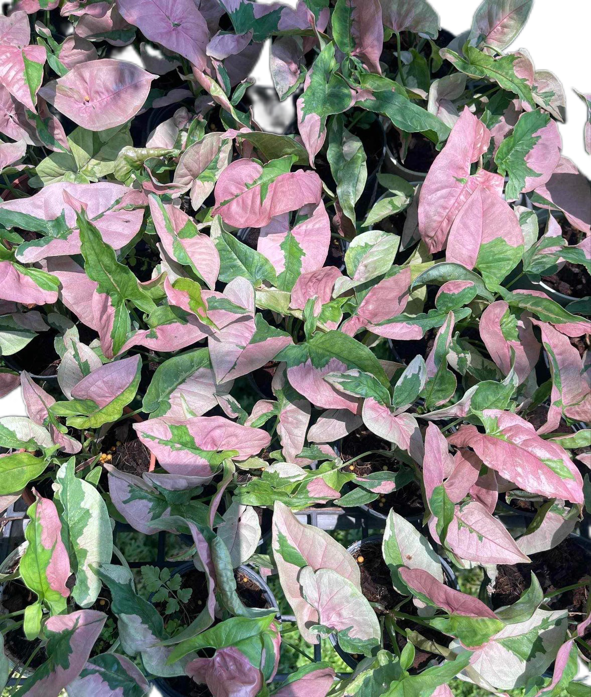 Syngonium Pink Lava – Set of 10 Plants
