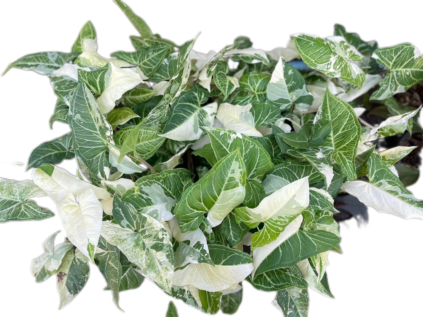 Syngonium Batik Variegated – Set of 10 Plants