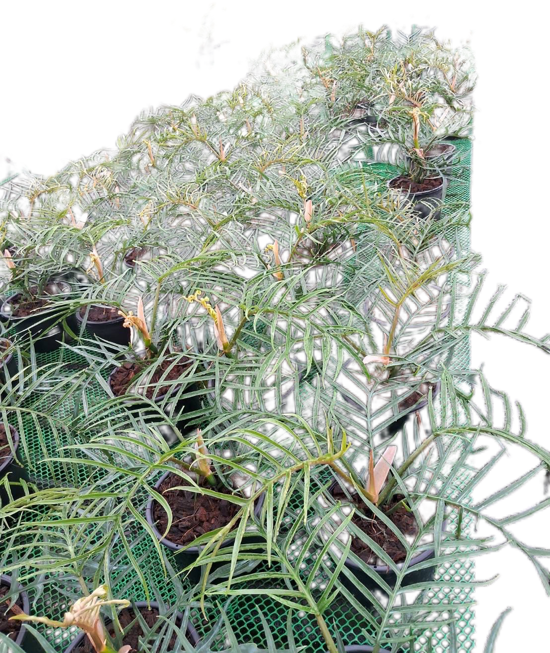 philodendron tortum rare Philodendron Tortum – Set of 10 Plants – Lucky Plants Thailand