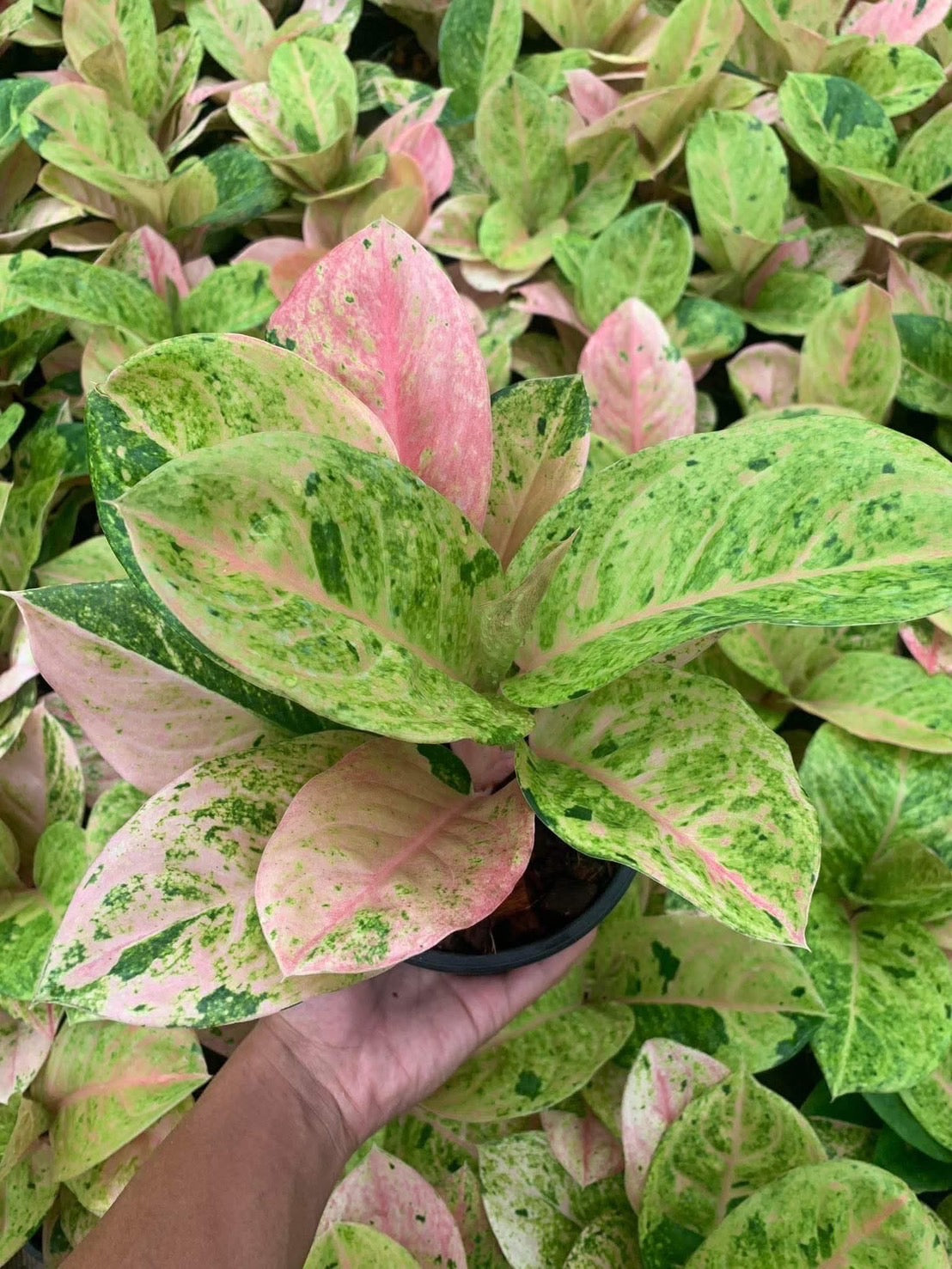 Aglonema Kamraithong – Set of 10 Plants