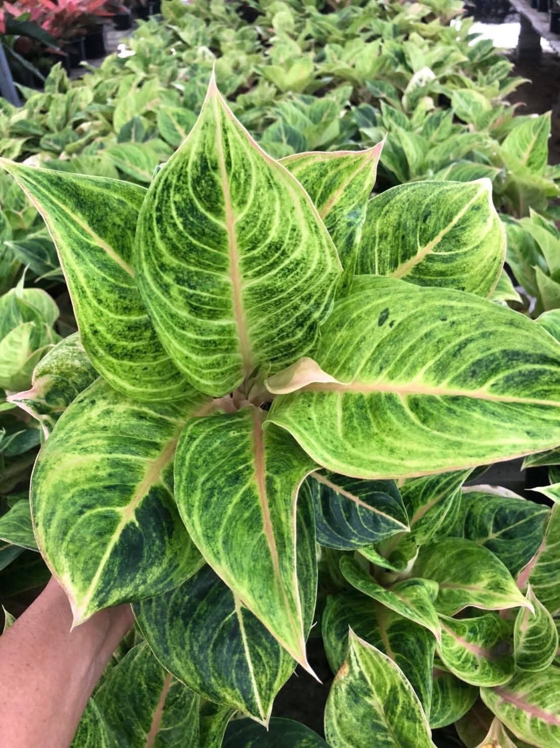 Aglonema Daug Pha Ruay – Set of 10 Plants