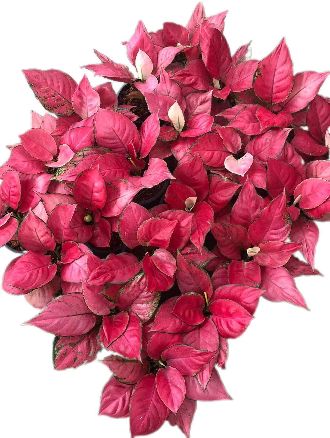 Aglonema Super Pink – Set of 10 Plants