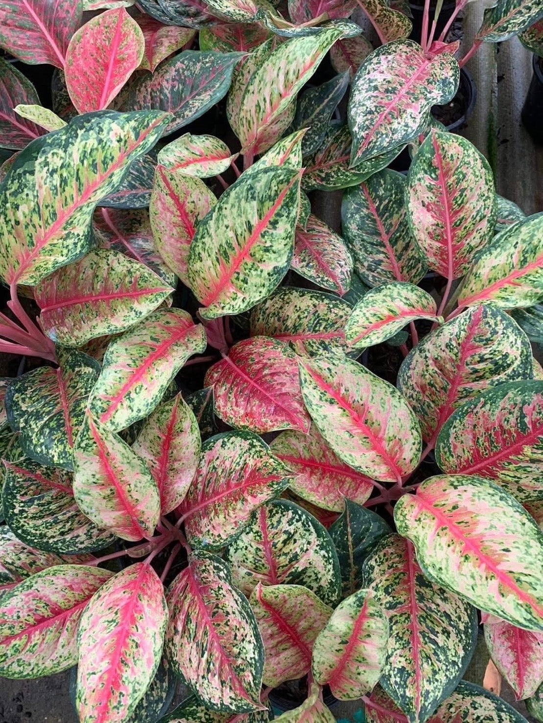 Aglonema 10 Karat – Set of 10 Plants