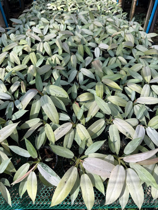 Philodendron Wipple way Variegated- Set of 10 plants